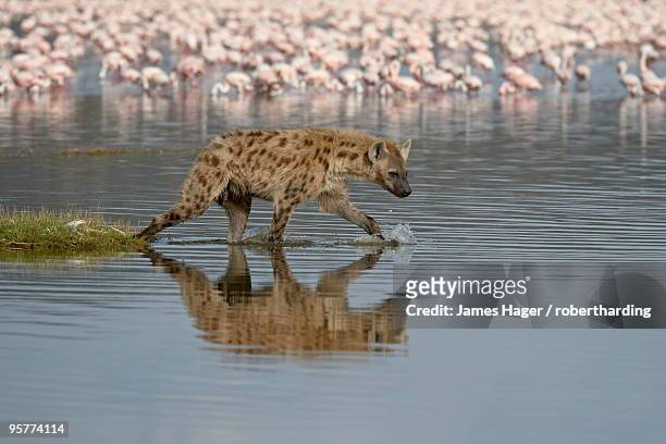 spotted hyena (spotted hyaena) (crocuta crocuta) in lake nakuru, lake nakuru national park, kenya, east africa, africa - lake nakuru fotografías e imágenes de stock