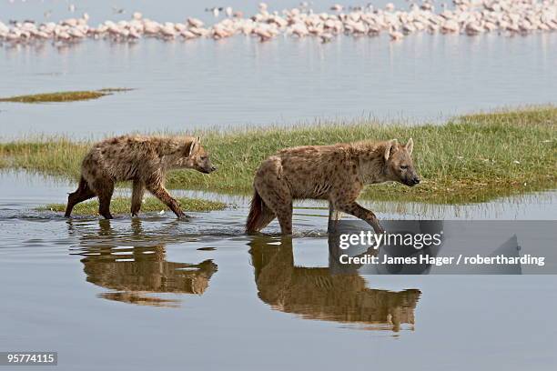 two spotted hyena (spotted hyaena) (crocuta crocuta) walking along the edge of lake nakuru, lake nakuru national park, kenya, east africa, africa - lake nakuru fotografías e imágenes de stock