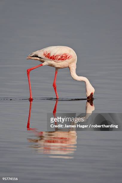 lesser flamingo (phoeniconaias minor), lake nakuru national park, kenya, east africa, africa - lake nakuru fotografías e imágenes de stock