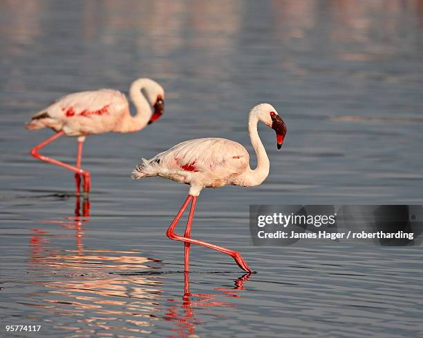 two lesser flamingo (phoeniconaias minor), lake nakuru national park, kenya, east africa, africa - james' flamingo stock pictures, royalty-free photos & images