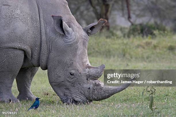 white rhinoceros (ceratotherium simum) feeding, lake nakuru national park, kenya, east africa, africa - lake nakuru fotografías e imágenes de stock