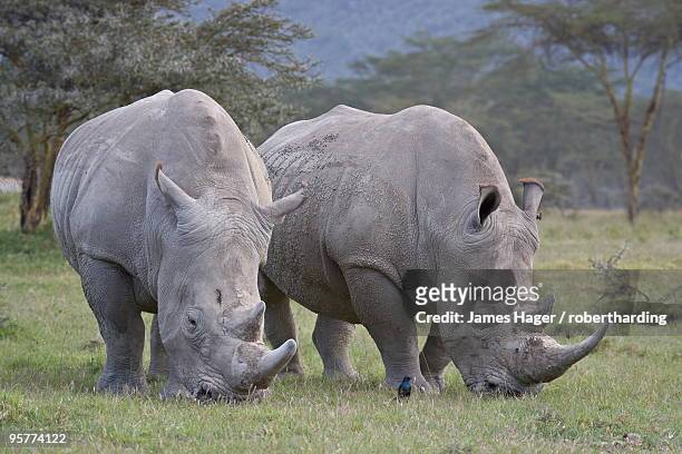 two white rhinoceros (ceratotherium simum) feeding, lake nakuru national park, kenya, east africa, africa - lake nakuru fotografías e imágenes de stock