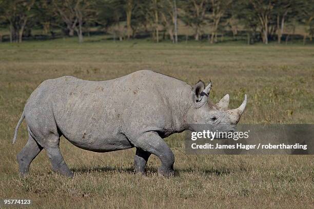 black rhinoceros (hook-lipped rhinoceros) (diceros bicornis), lake nakuru national park, kenya, east africa, africa - lake nakuru fotografías e imágenes de stock