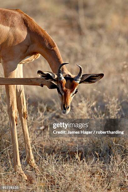 male gerenuk (litocranius walleri) scratching its face, masai mara national reserve, kenya, east africa, africa - male feet on face foto e immagini stock