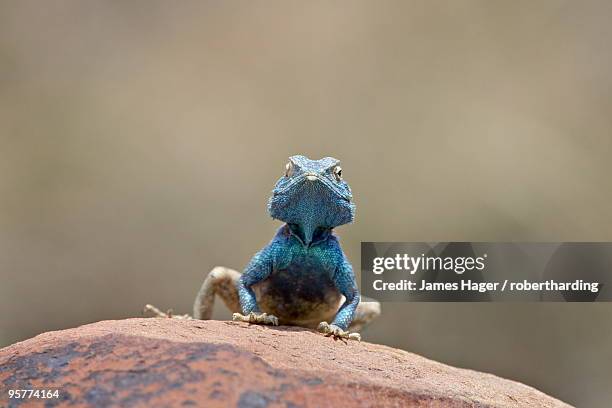 southern rock agama (agama atra atra), mountain zebra national park, south africa, africa - mountain zebra national park stock-fotos und bilder