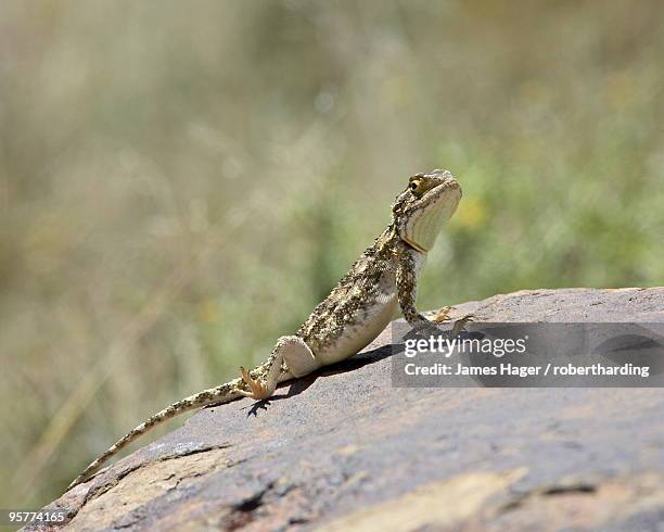 southern spiny agama (agama hispida), mountain zebra national park, south africa, africa - cebra de montaña fotografías e imágenes de stock