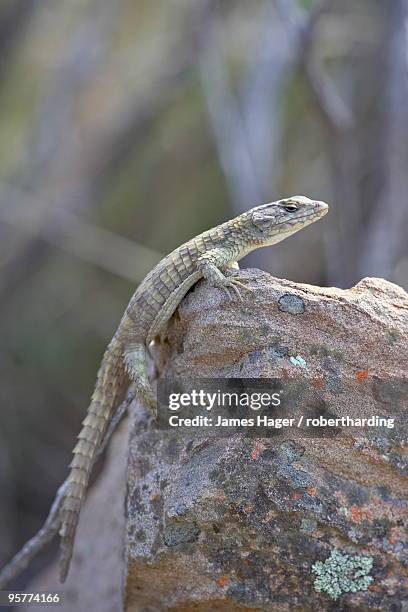 karoo girdled lizard (cordylus polyzonus), mountain zebra national park, south africa, africa - mountain zebra national park stock-fotos und bilder