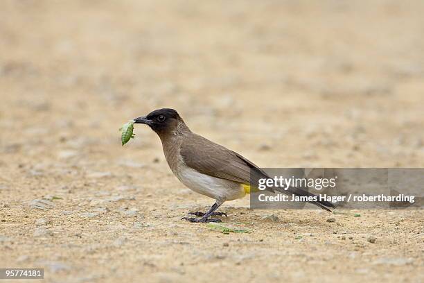black-eyed bulbul (dark-capped bulbu) (pycnonotus barbatus or tricolor), hluhluwe game reserve, south africa, africa - bulbuls stock pictures, royalty-free photos & images