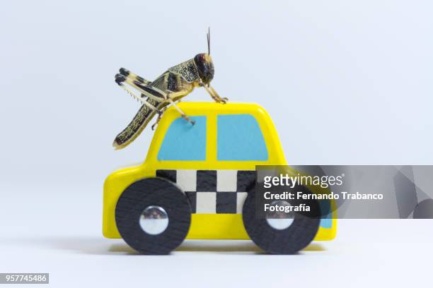 driver animal - toy car accident stock pictures, royalty-free photos & images