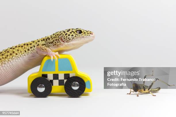 animals playing - toy car accident stock pictures, royalty-free photos & images