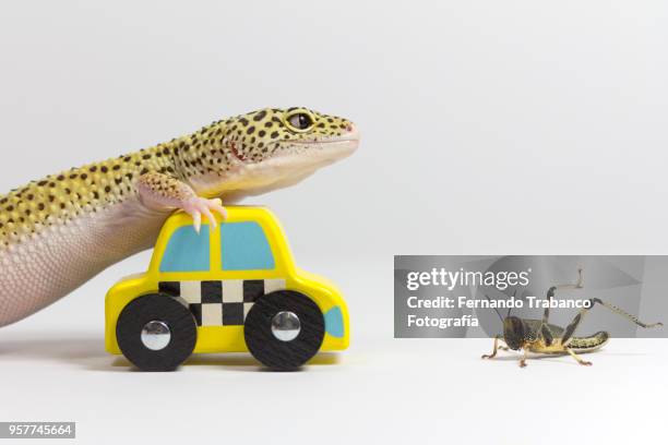 animals playing - green car crash imagens e fotografias de stock