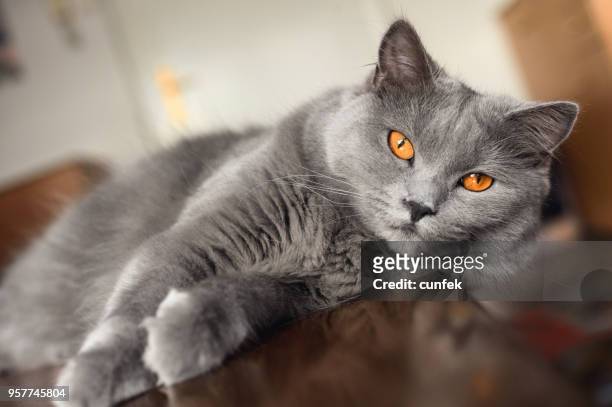 mooie chartreux - chartreux cat stockfoto's en -beelden