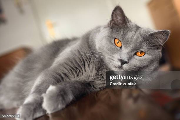 beautiful carthusian - chartreux cat stock pictures, royalty-free photos & images
