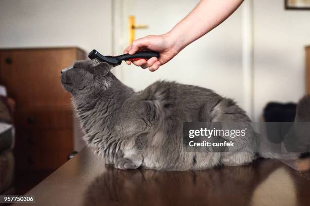 chartreux-kat verzorgen - chartreux cat stockfoto's en -beelden