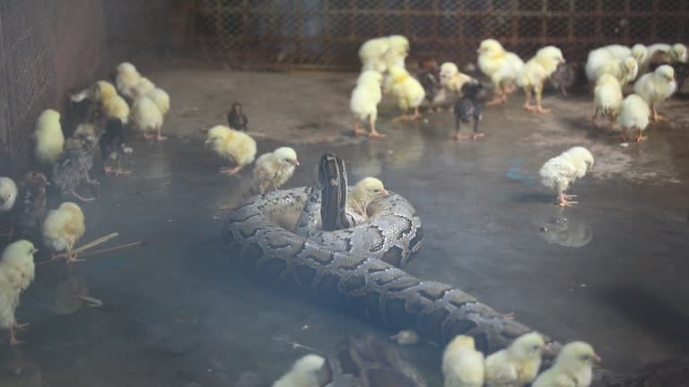Rock Python Food 705 Bangladesh Photos Stock Videos, Footage, & 4K Video Clips - Getty ...