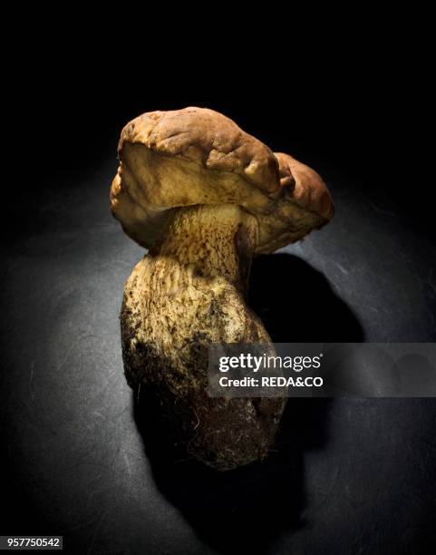 Leccinum Mushroom in The Dark.