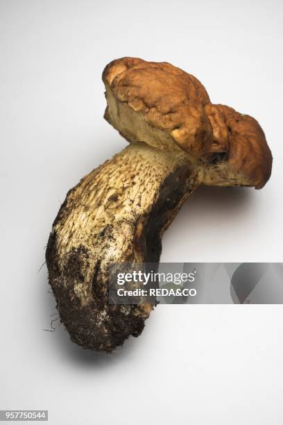 Leccinum Mushroom On White Background.