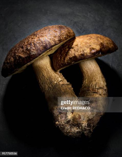 Leccinum Mushroom in The Dark.