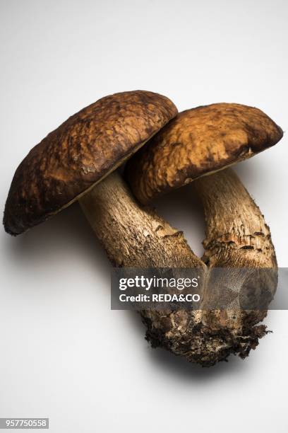 Leccinum Mushroom On White Background.