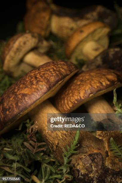 Leccinum Mushrooms On Green Leaves.