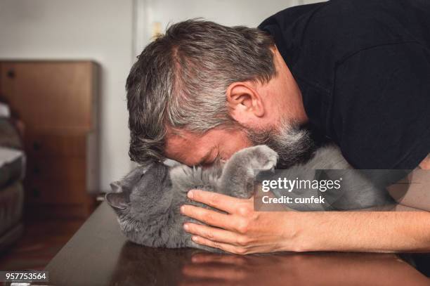 hoofd op de buik met chartreux - chartreux cat stockfoto's en -beelden