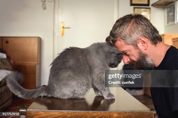head to head with chartreux - chartreux cat stock pictures, royalty-free photos & images