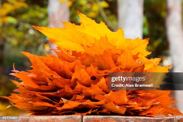 448 Stack Canary Stock Photos, High-Res Pictures, and Images - Getty Images