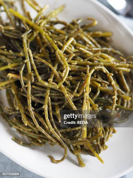 Salicornia Europaea. Known As Common Glasswort Or French Name. Herbe De Saint-pierre. Italy. Europe.