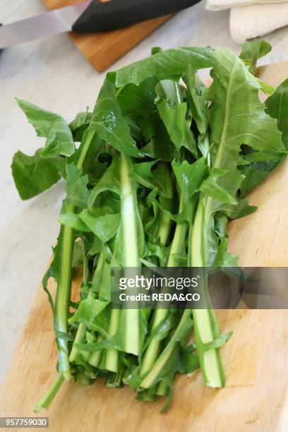 Chicory Asparagus Or Catalogna Herbs. Italy. Europe.