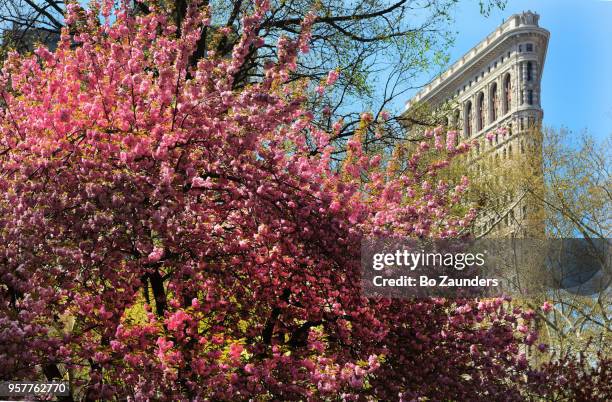 cherry blossom tree in madison square park and the flatiron building, in nyc. - madison square park stock-fotos und bilder