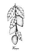 Hand Drawn of Wampee or Clausena Lansium Fruits