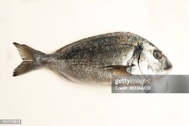 Gilthead Bream. Italy.