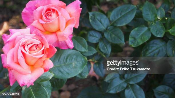 two pink rose heads - eriko tsukamoto foto e immagini stock