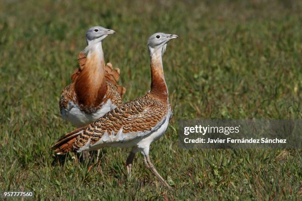 two males of great bustard (otis tarda). - großtrappe stock-fotos und bilder