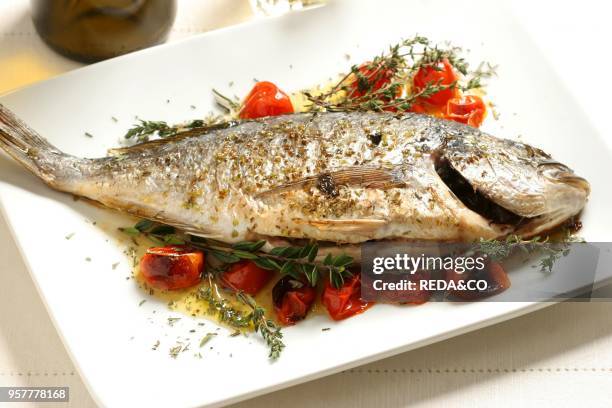 Gilthead Bream. Italy.