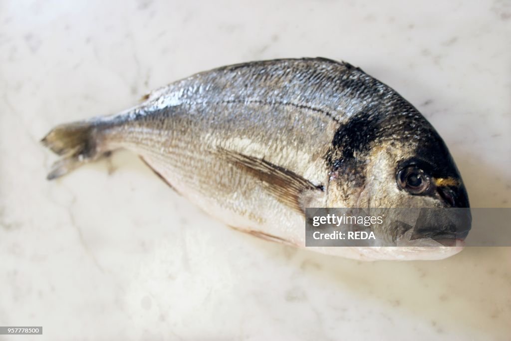 Gilthead Bream. Italy