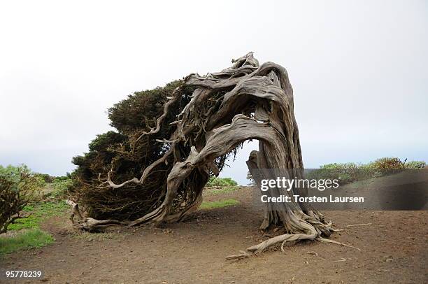 General view of the El Sabinar trees on El Hierro Island, January 13, 2010 in El Hierro Island, Spain. The island inspired and features in the new...