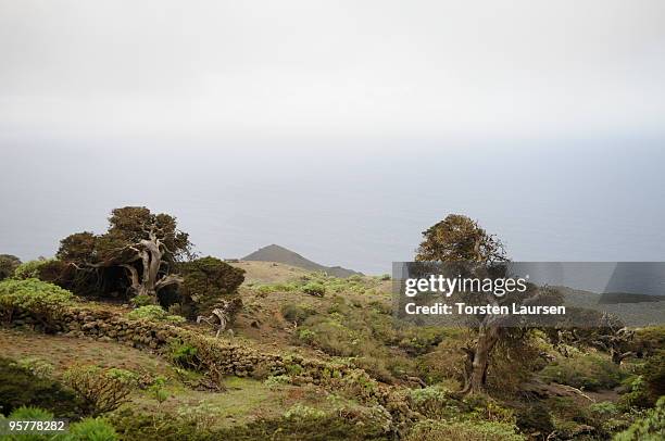 General view of the El Sabinar trees on El Hierro Island, January 13, 2010 in El Hierro Island, Spain. The island inspired and features in the new...