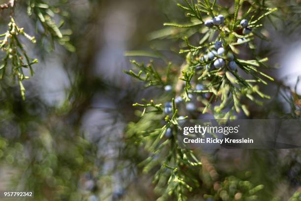 juniper berries - wacholderbeeren stock-fotos und bilder