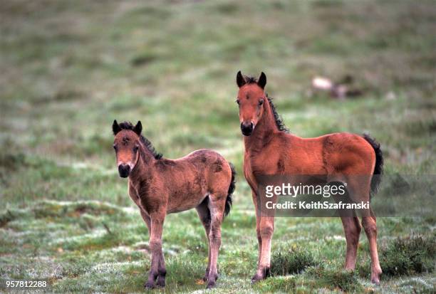 exmoor pony 's - exmoor national park stockfoto's en -beelden