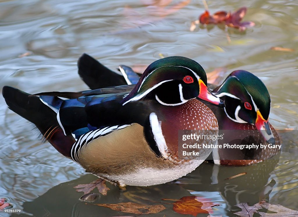 American Wood Ducks