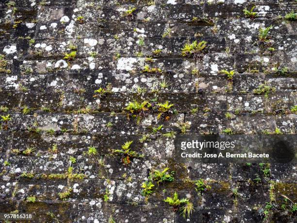 complete setting of a facade of a adobe wall with stones ancient and a plant (hedera helix). high resolution photography. - adobe texture stockfoto's en -beelden