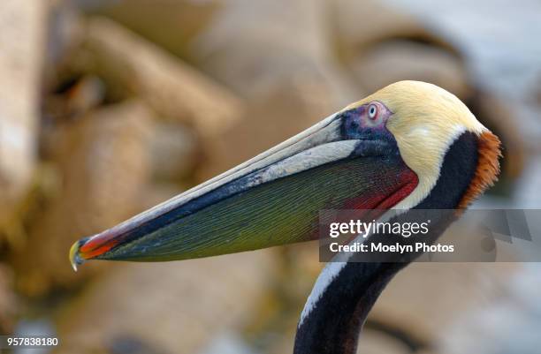 brown pelican pouch - south padre island stock pictures, royalty-free photos & images