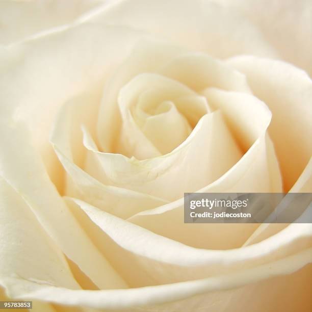 Baige Roses Beige Rose Photos and Premium High Res Pictures - Getty Images