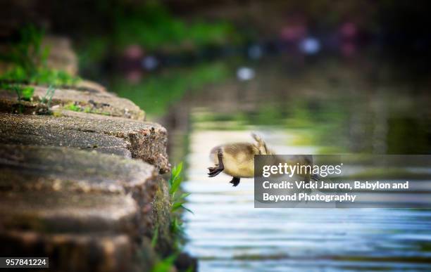 canada goose gosling caught in mid air as he makes a leap into the water - küken stock-fotos und bilder