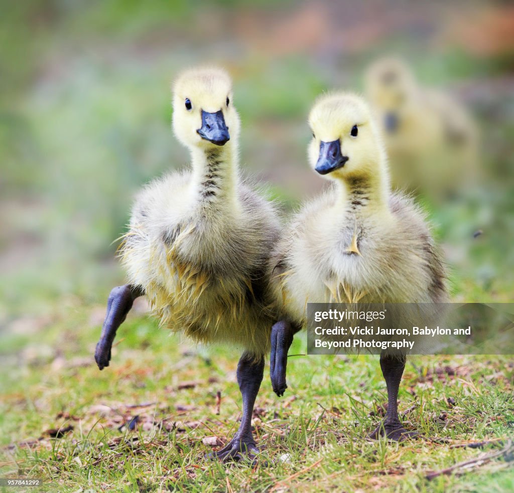 Two Goslings in Perfect Step Together at Babylon, Long Island