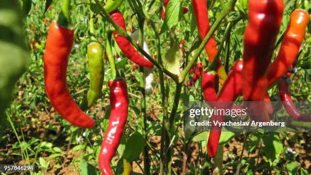 red chili pepper plant, myanmar (burma) - chili farm imagens e fotografias de stock