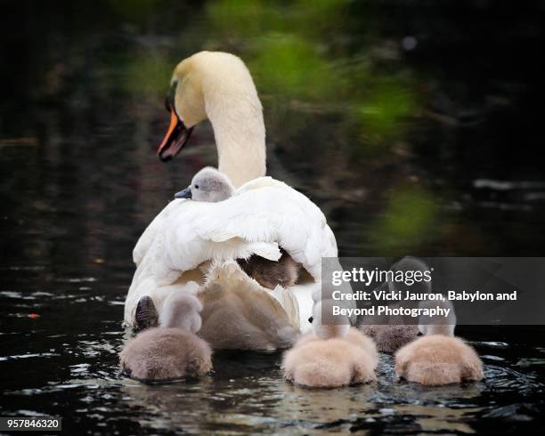 mother mute swan and cygnets from behind - new york spring spectacular stock-fotos und bilder