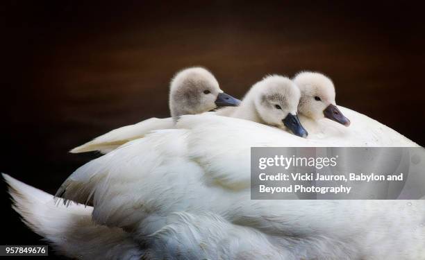 three little mute swan cygnets riding on mom's back - massapequa stock pictures, royalty-free photos & images