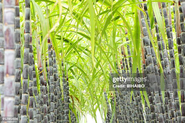 stalks of sugar cane lined up in rows outside - dance cane stock pictures, royalty-free photos & images